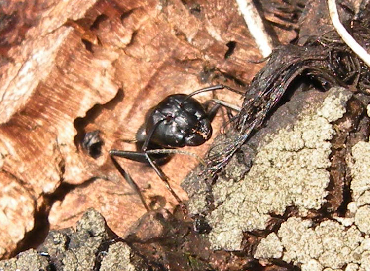 Formicone: Camponotus vagus (Formicidae)